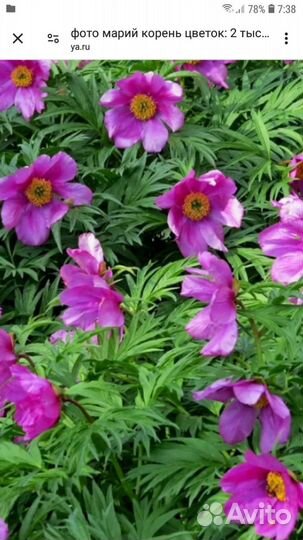 Марий корень