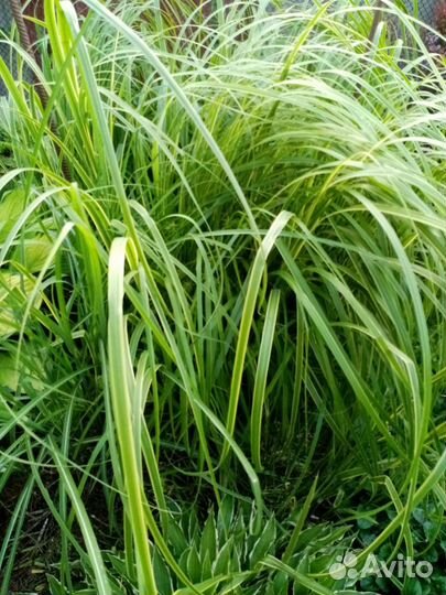 Спартина и мискантус зебрина