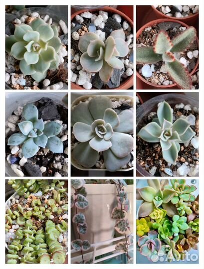 Суккуленты, эхеверии