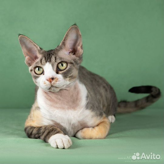 Кошечка девон рекс, г.Москва