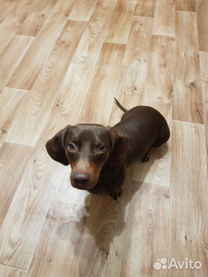 Вязка кобель такса