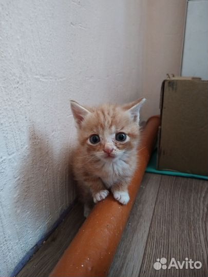Рыжий мальчик в добрые руки