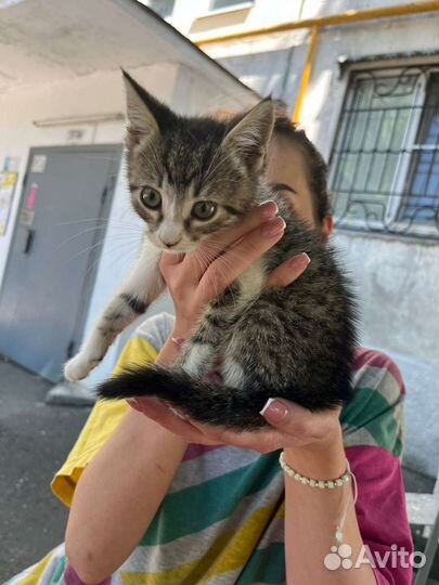 Кошка в дар бесплатно