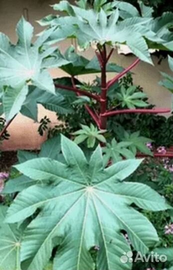 Клещевина(пальма)