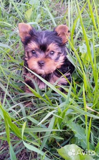 Вязка, бронь щенков