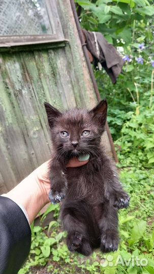 Кошка в дар бесплатно