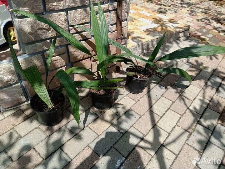 Роскошная Пальма Вашингтония Комнатное растение