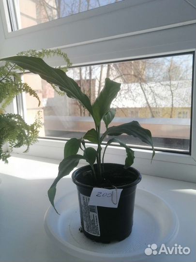 Спатифиллум