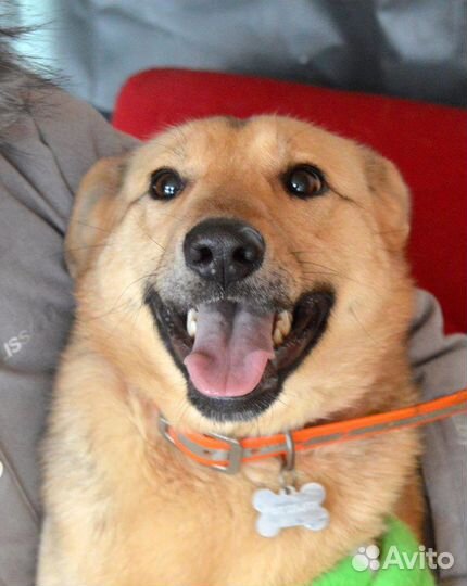 Отдам рыжую Сольку в дар