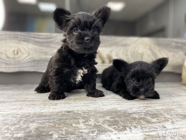 Йорики цветные (черные)