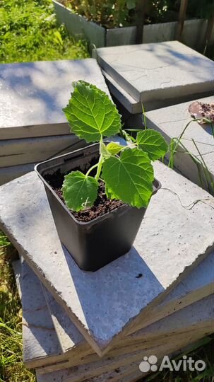 Рассада Павлонии войлочной