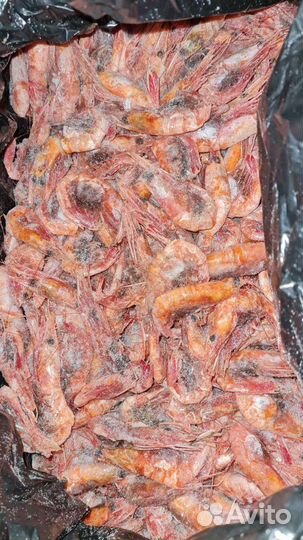 Северная креветка