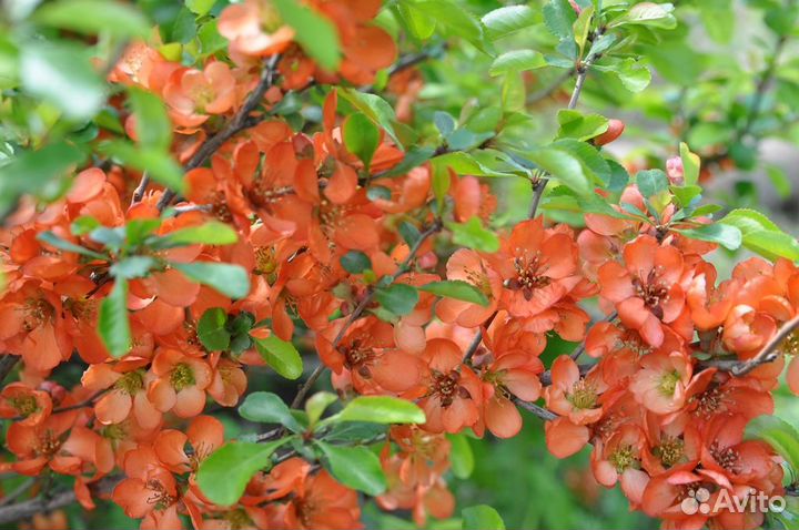 Айва японская хеномелес