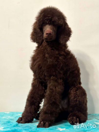 Большой пудель