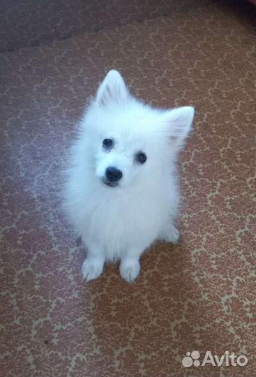 Беленькая девочка, 5 мес