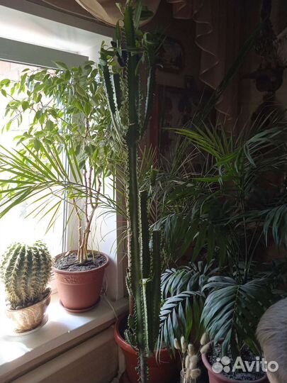 Фикус бенджамина, молочай, Замиокулькас, бегония