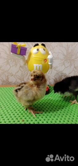 Цыплята Черной Московской и Кучинская