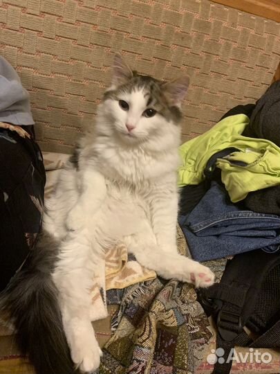 Кошка в хорошие руки