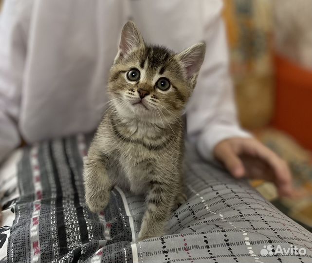 Котенок в добрые руки бесплатно