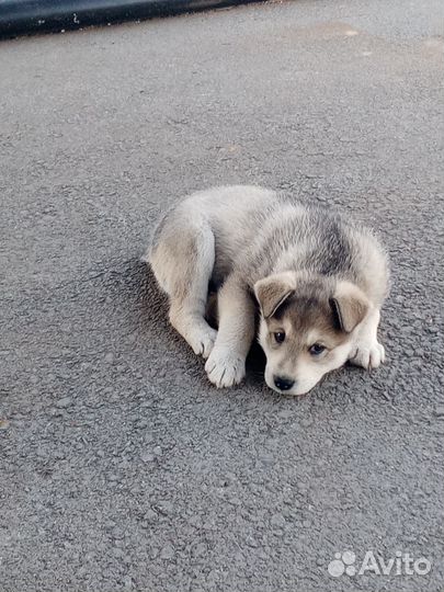 Отдам бесплатно щенка