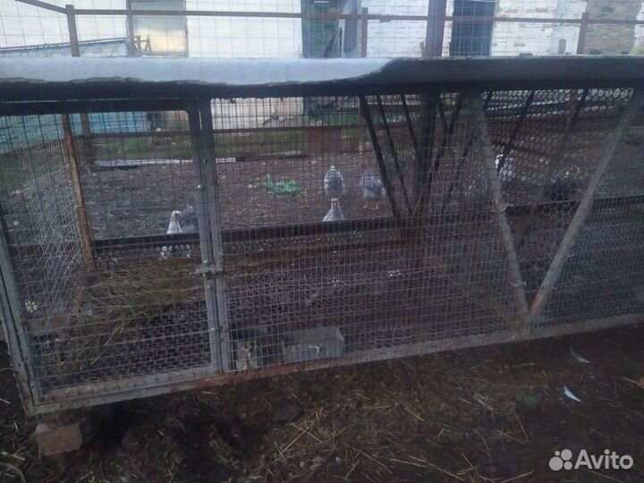 Клетки для кроликов нутрий