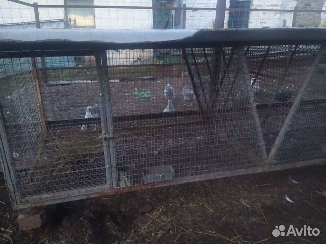 Клетки для кроликов нутрий