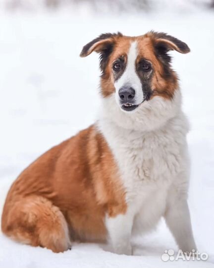 Взрослая добрая собака ищет дом