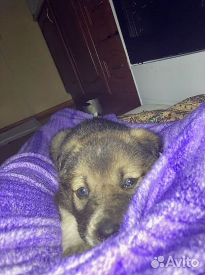 Передержка собак И кошек