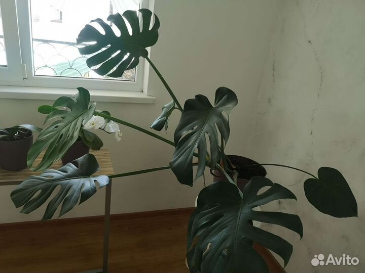 Монстера деликатесная