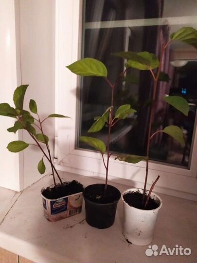 Плодовые кустарники, виноград