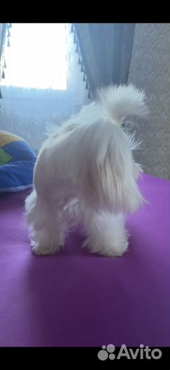 Вязка с micro мальтезе