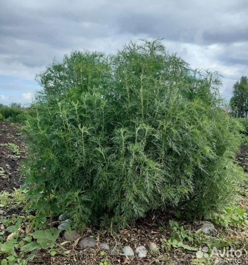 Розмарин - ароматная приправа на подоконнике