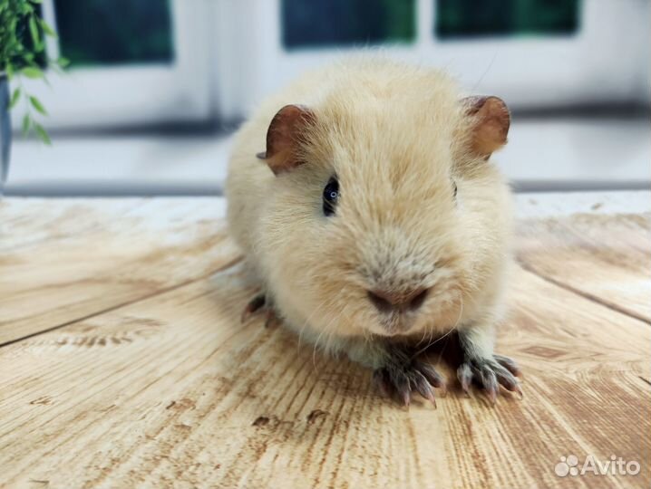 Морские свинки Разных пород