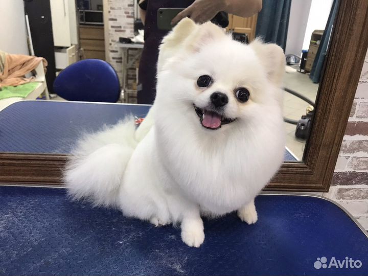 Профессиональный грумер, стрижка животных