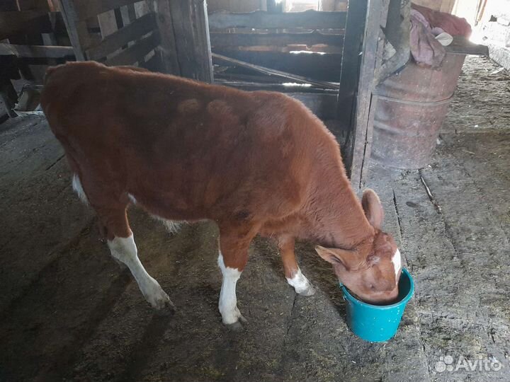 Бычки и быки