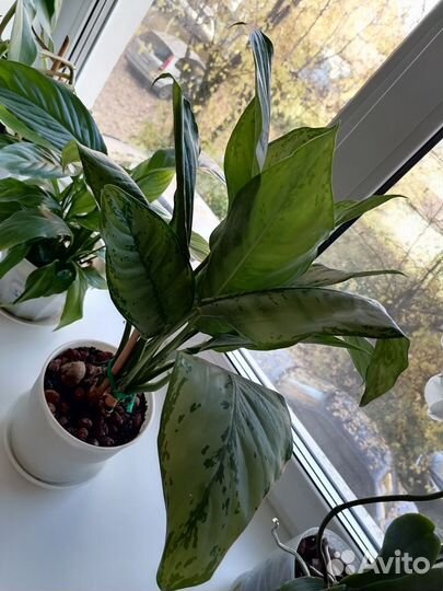 Комнатные цветы