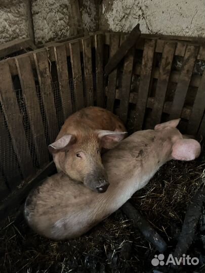 Хряк на племя