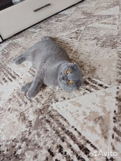 Кошка хочет Шотландского котика