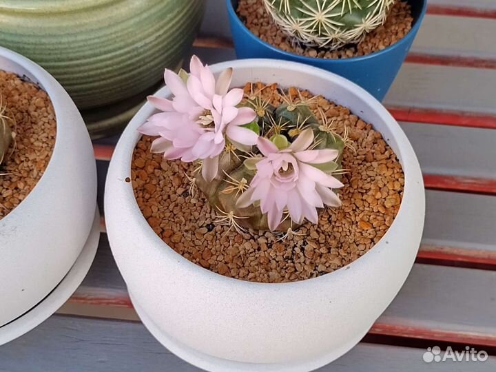 Кактус гимнокалициум