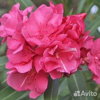 Олеандр махровый розовый, вечнозелёный