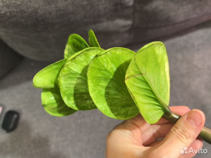 Замиокулькас вариегатный Big round leaf