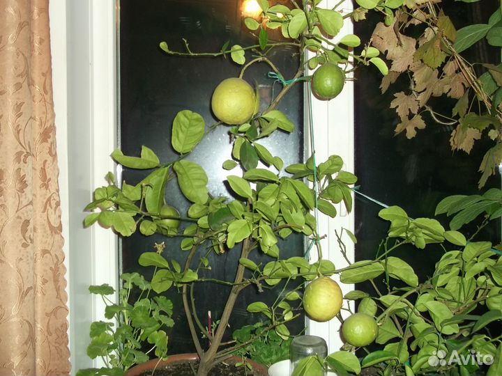 Отростки плодоносящего лимона