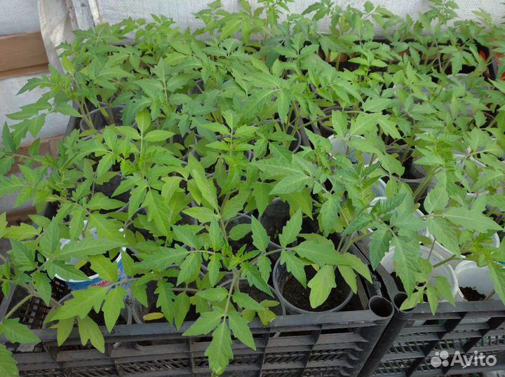 Рассада помидор