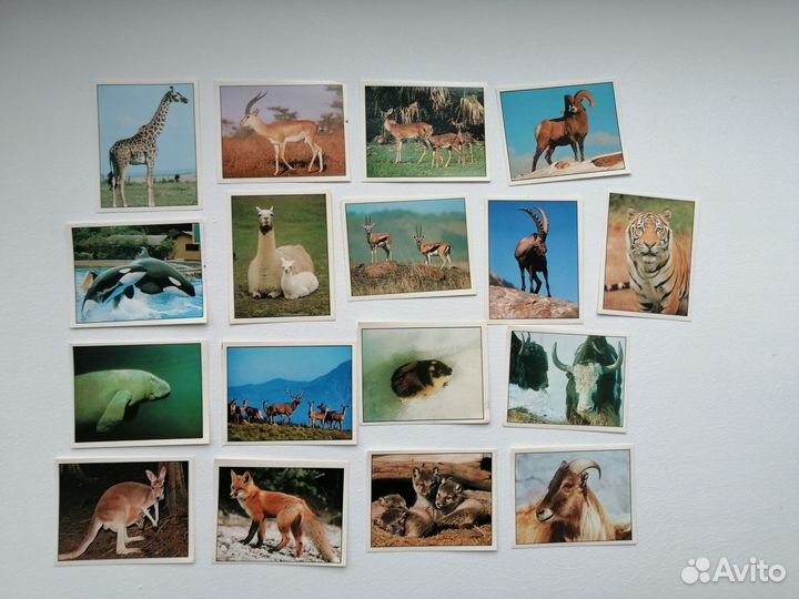 Альбом с наклейками, наклейки Мир животных Panini
