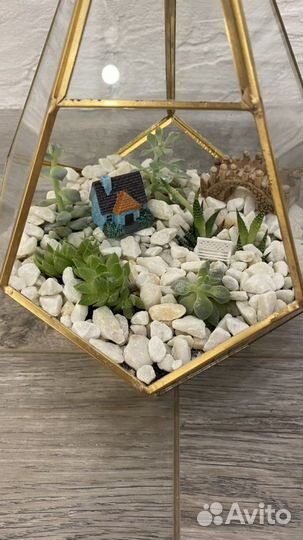 Флорариум, цветы, цветы для флорариума, подарок