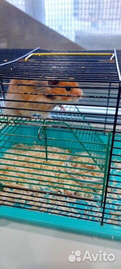 Сирийский хомяк с клеткой