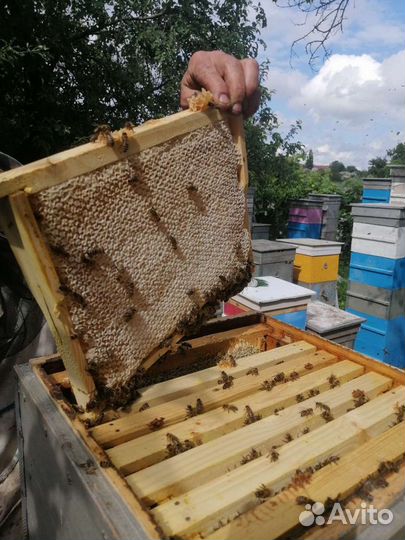 Мед разнотравье 2023