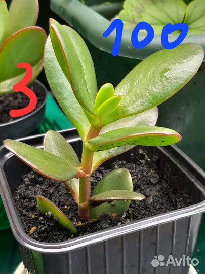 Крассула. Дерево денег