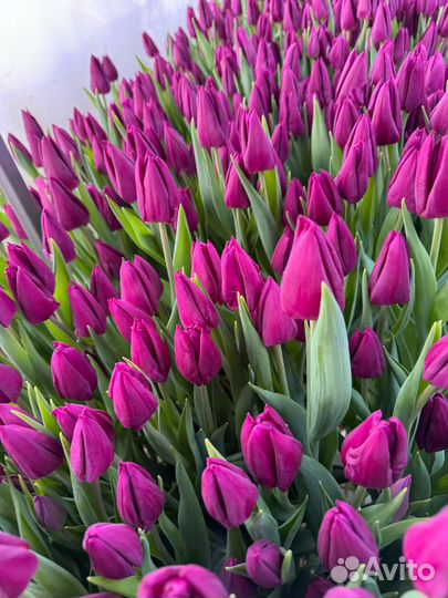 Тюльпаны розница