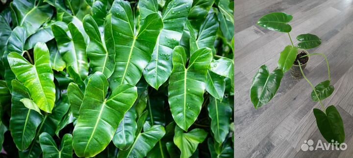 Комнатные растения